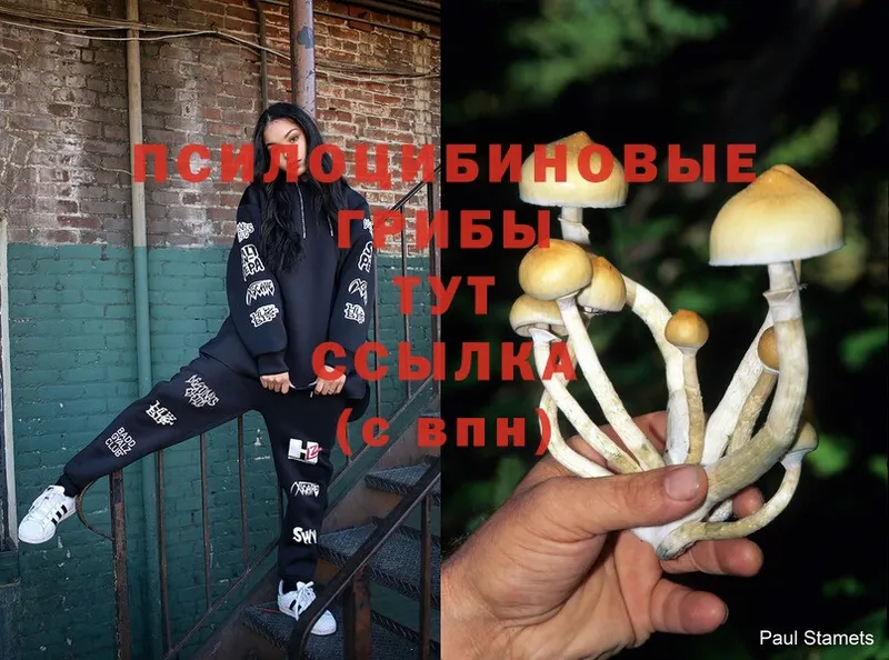 mega ссылки  дарнет шоп  Новоалександровск  Галлюциногенные грибы Magic Shrooms 